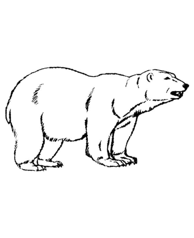 Kostenloser Eisbär für Kinder ausmalbilder