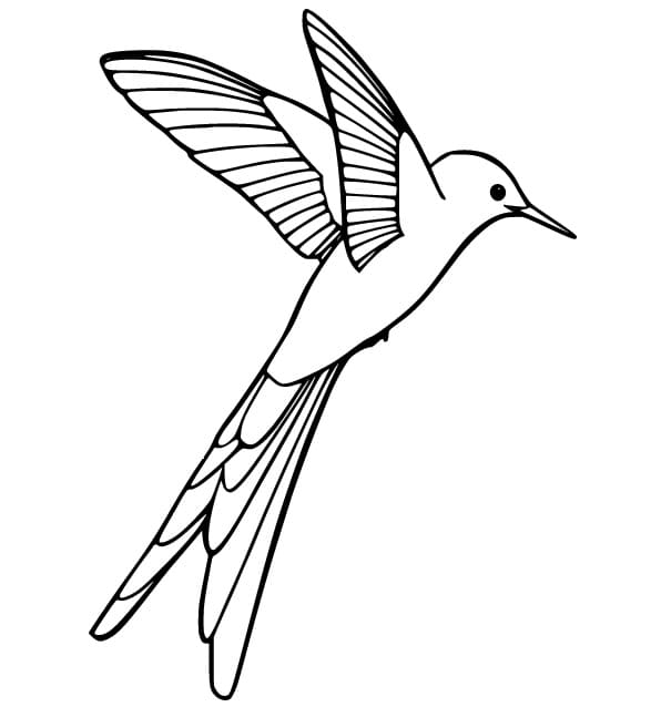 Kostenloser Kolibri für Kinder ausmalbilder
