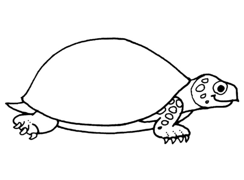 Kostenloses Bild einer Schildkröte ausmalbilder