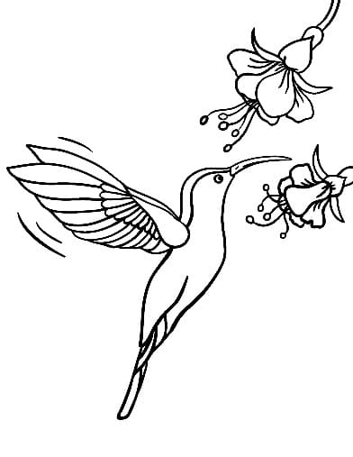 Kostenloses Bild eines Kolibris ausmalbilder