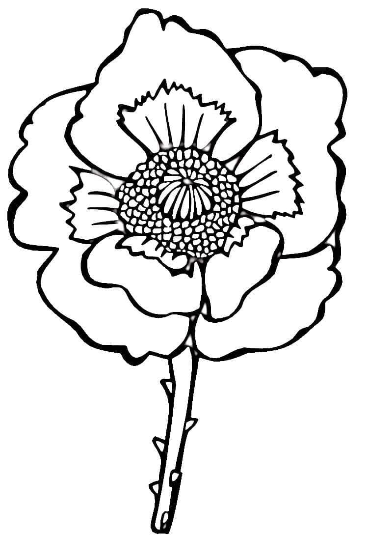 Kostenloses Bild von einer Mohnblume ausmalbilder