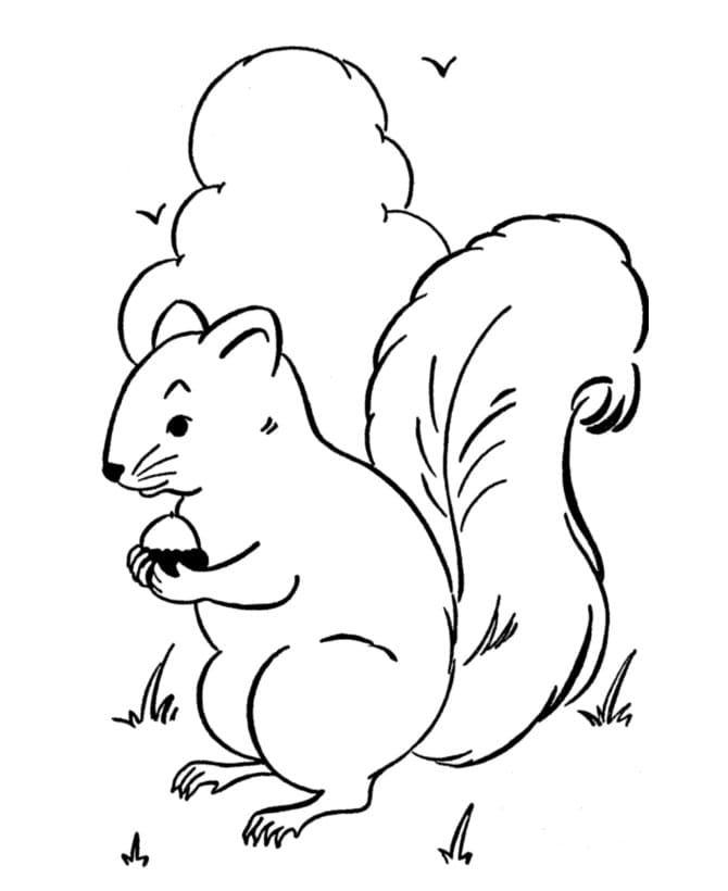 Kostenloses Eichhörnchen Bild ausmalbilder