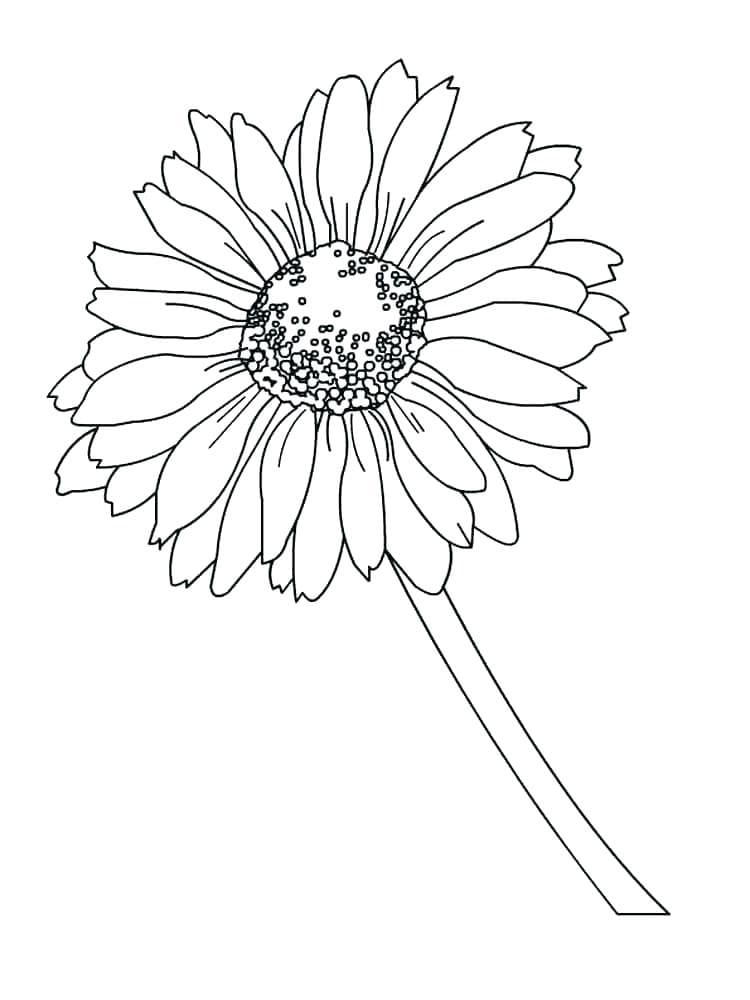 Kostenloses Gänseblümchen Bild ausmalbilder