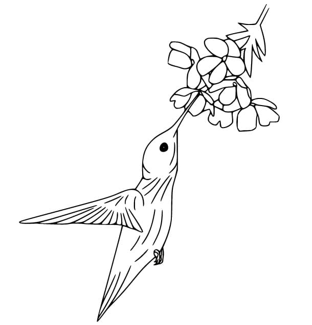 Kostenloses Kolibri-Bild ausmalbilder