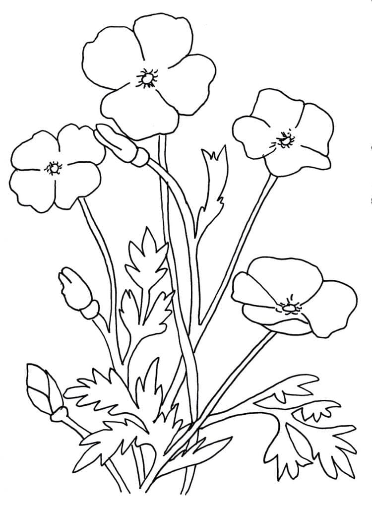 Kostenloses Mohnblume Bild ausmalbilder