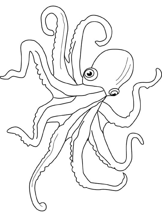 Krake Malvorlage ausmalbilder