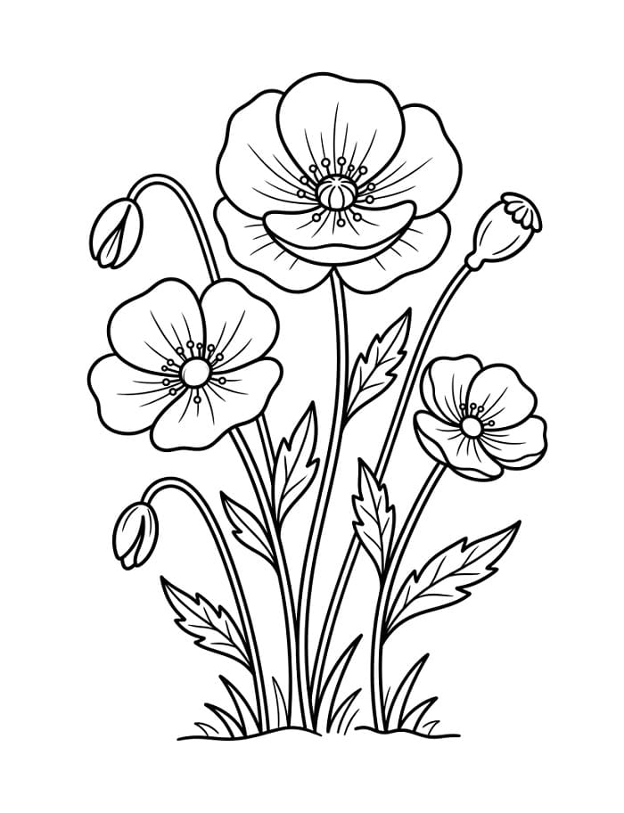 Liebliche Mohnblumen ausmalbilder