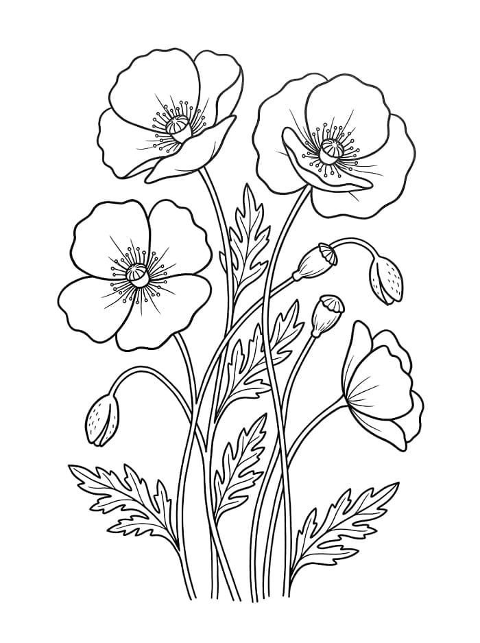 Mohnblumen im Garten ausmalbilder