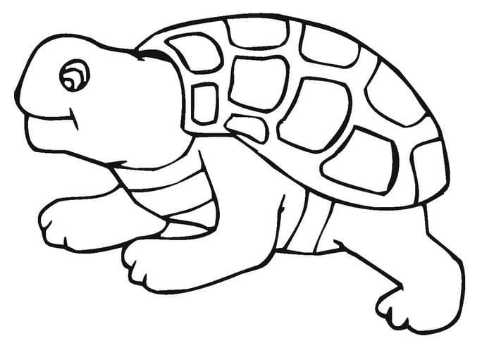 Schildkröte (4) ausmalbilder