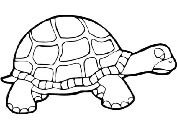 Schildkröte (5) ausmalbilder