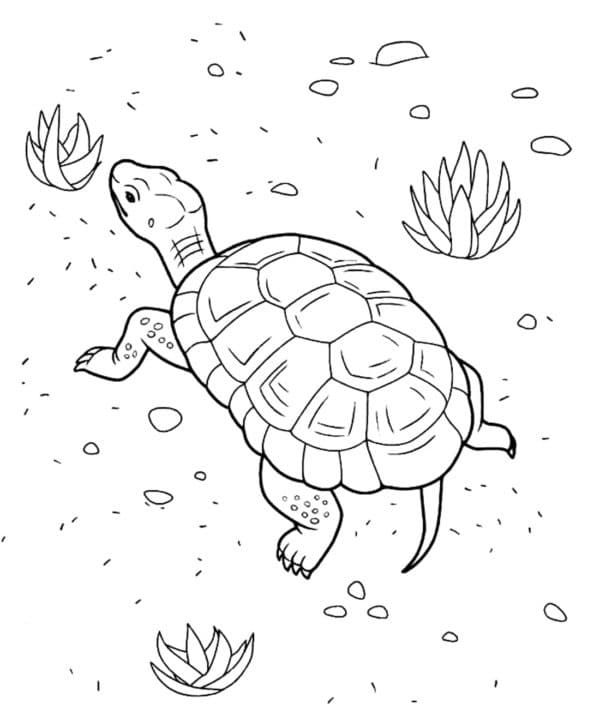 Schildkröte (7) ausmalbilder