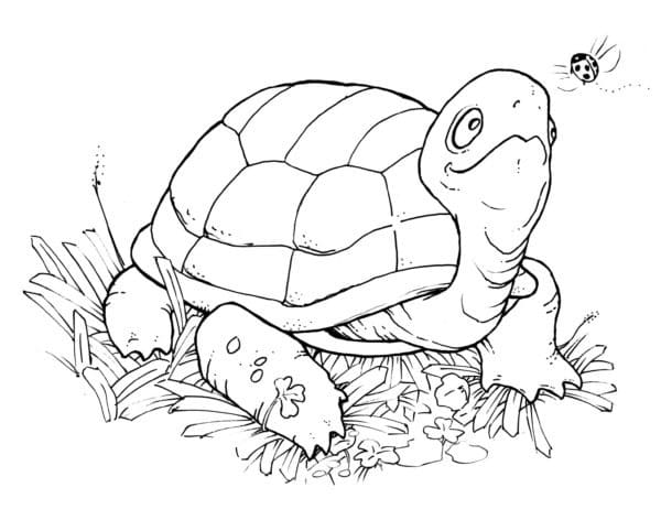 Schildkröte für 4-jährige Kinder ausmalbilder