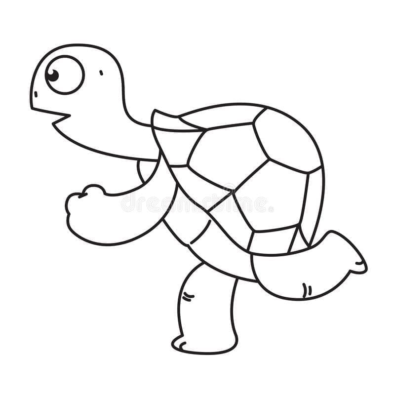 Schildkröte läuft ausmalbilder