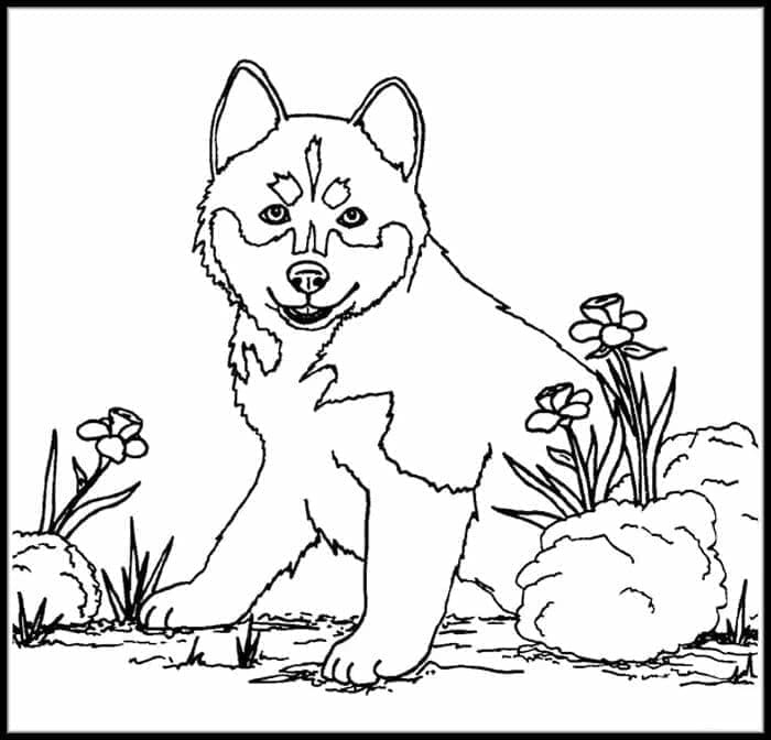 Zum Ausdrucken geeigneter Husky für Kinder ausmalbilder