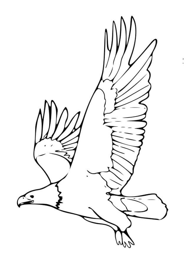 Adler kostenlos ausmalbilder