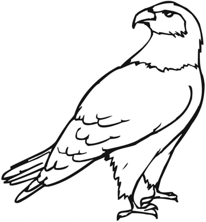 Ausdruckbarer Adler für Kinder ausmalbilder