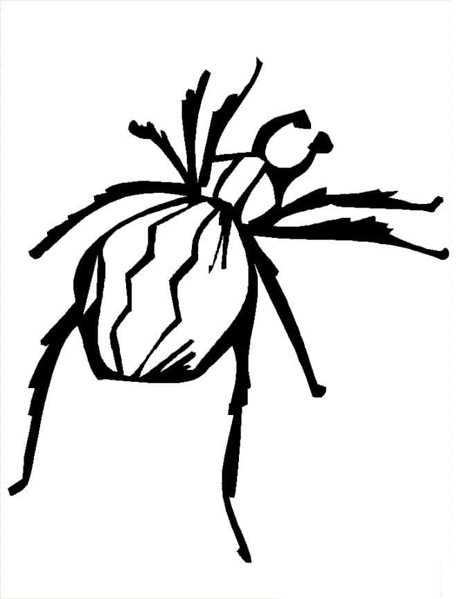 Ausdruckbares Spinnenbild ausmalbilder