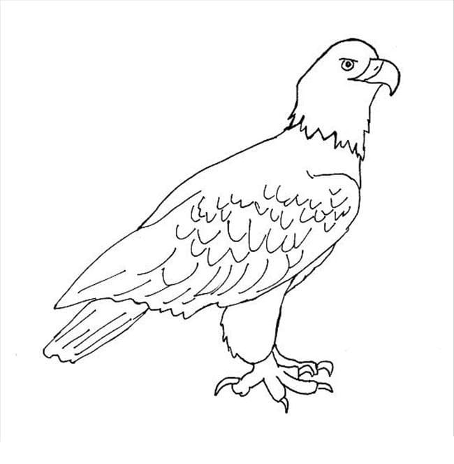 Druckbares Adlerbild ausmalbilder