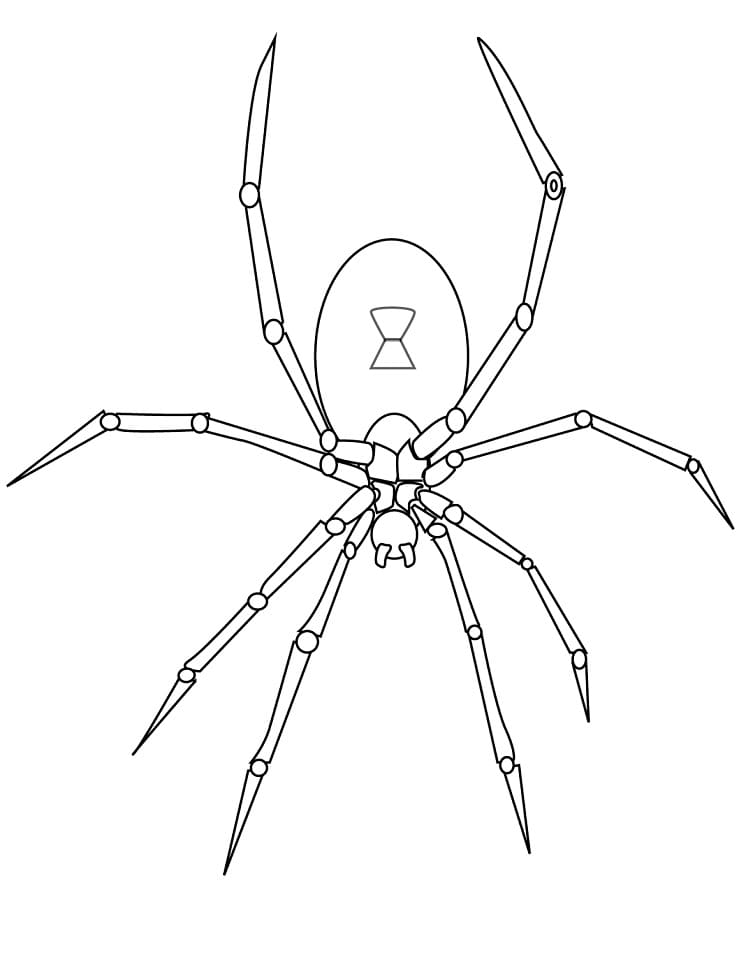 Kostenlos druckbare Spinne ausmalbilder