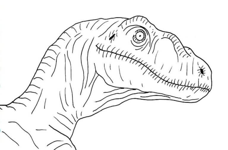 Velociraptor-Bild ausmalbilder