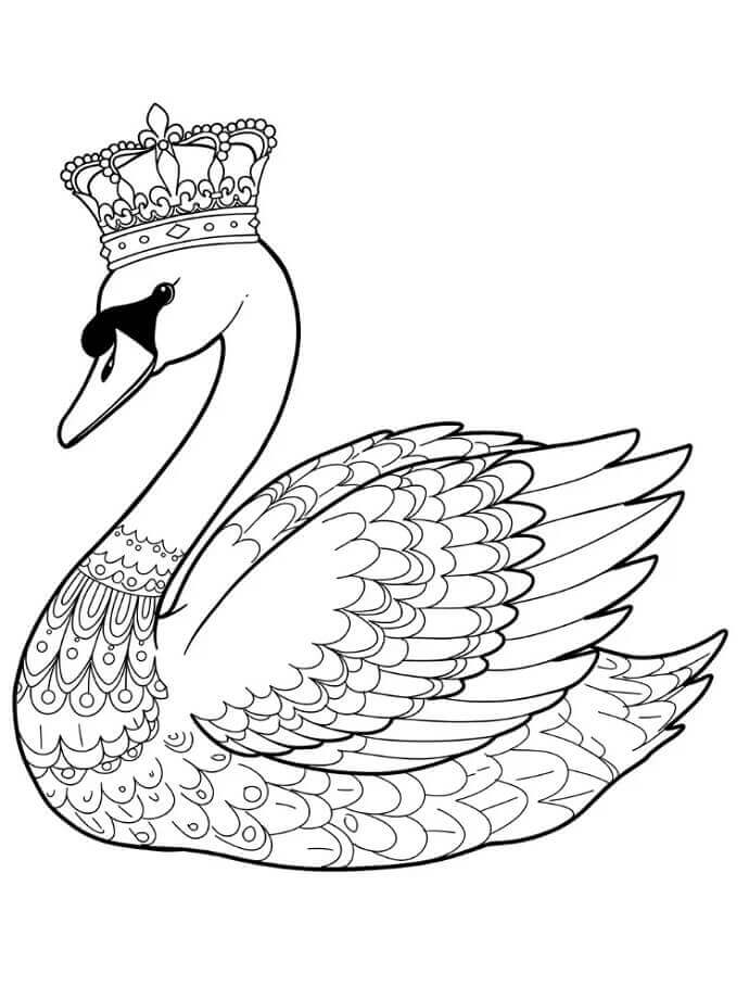 Druckbares Bild von einem Schwan