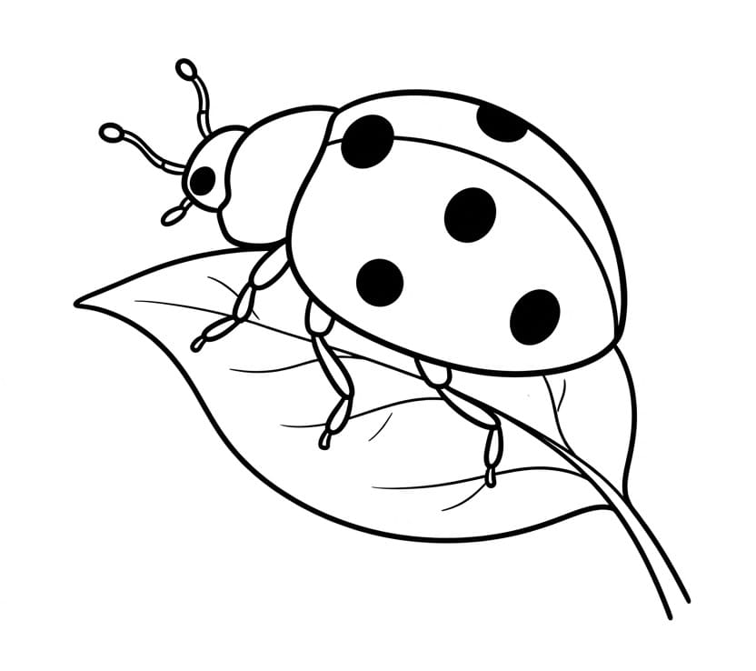 Gewöhnlicher Marienkäfer