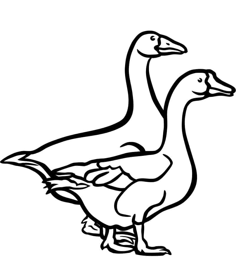 Kostenlose Gans zum Drucken