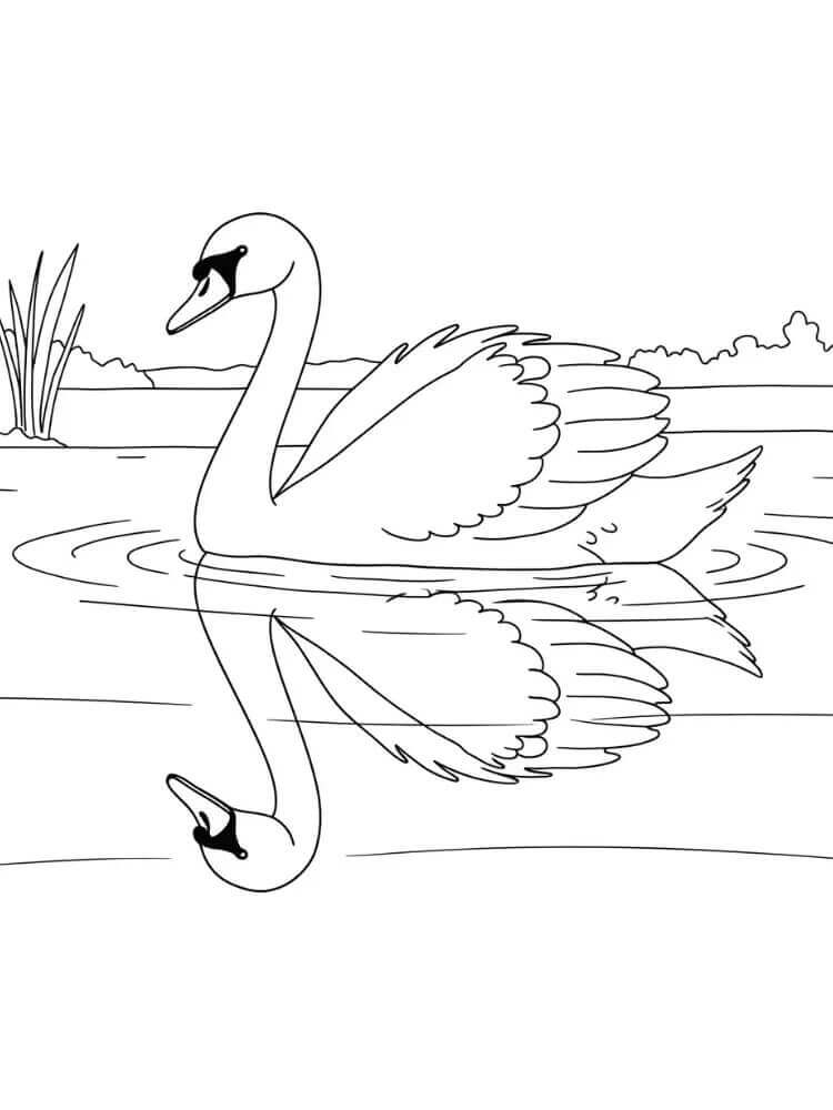 Kostenloser Schwan