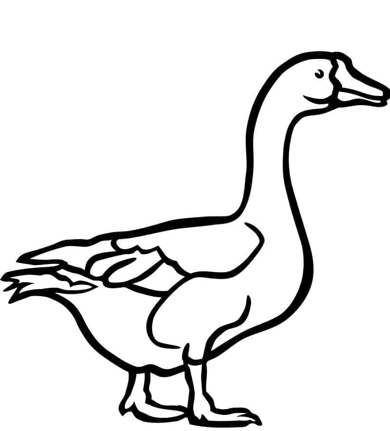 Kostenloses Bild von einer Gans