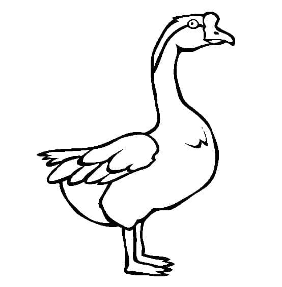 Kostenloses Gans-Bild