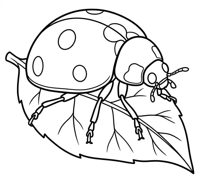 Marienkäfer und Blatt