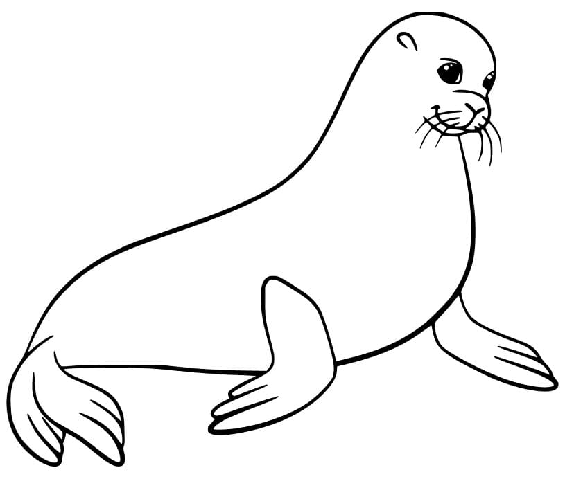 Kostenloser Seelöwe