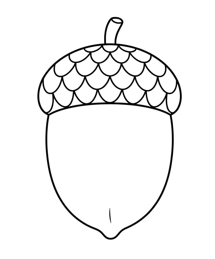 Einfache Eichel (Grundform)