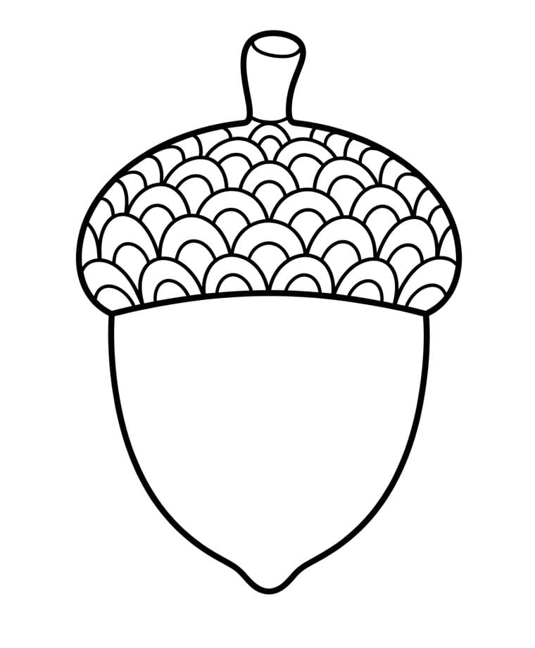 Leichte Eichel